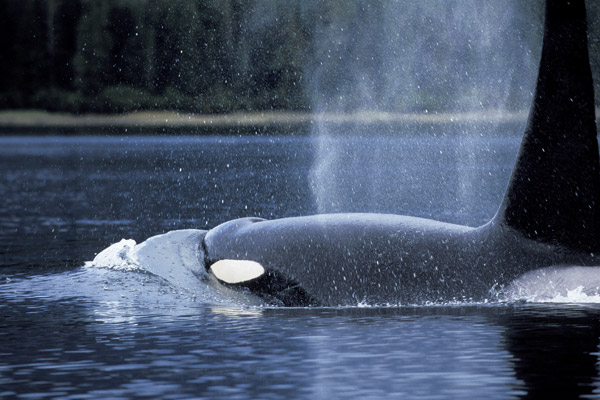Killer Whales (Orca) in southeast Alaska