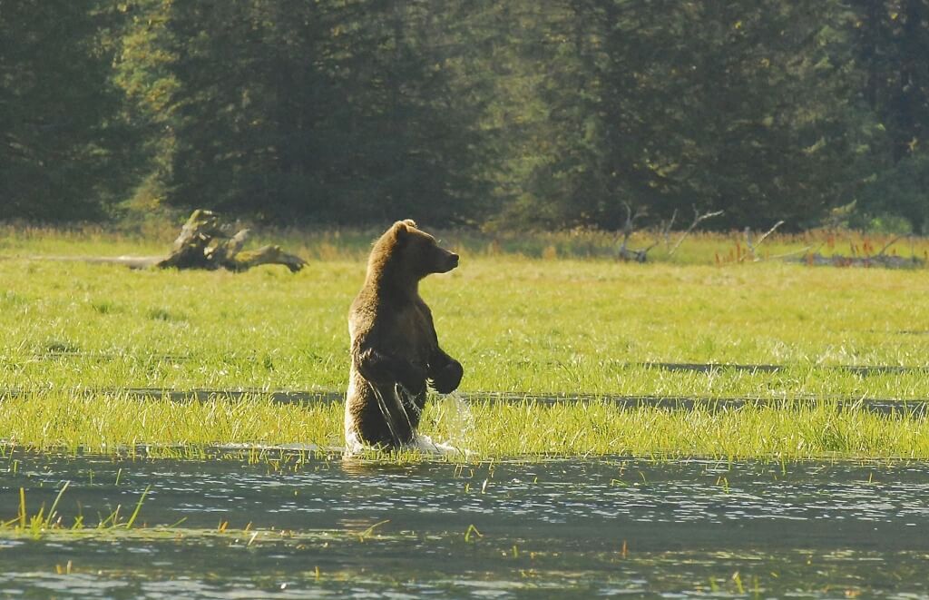 bear swim 2